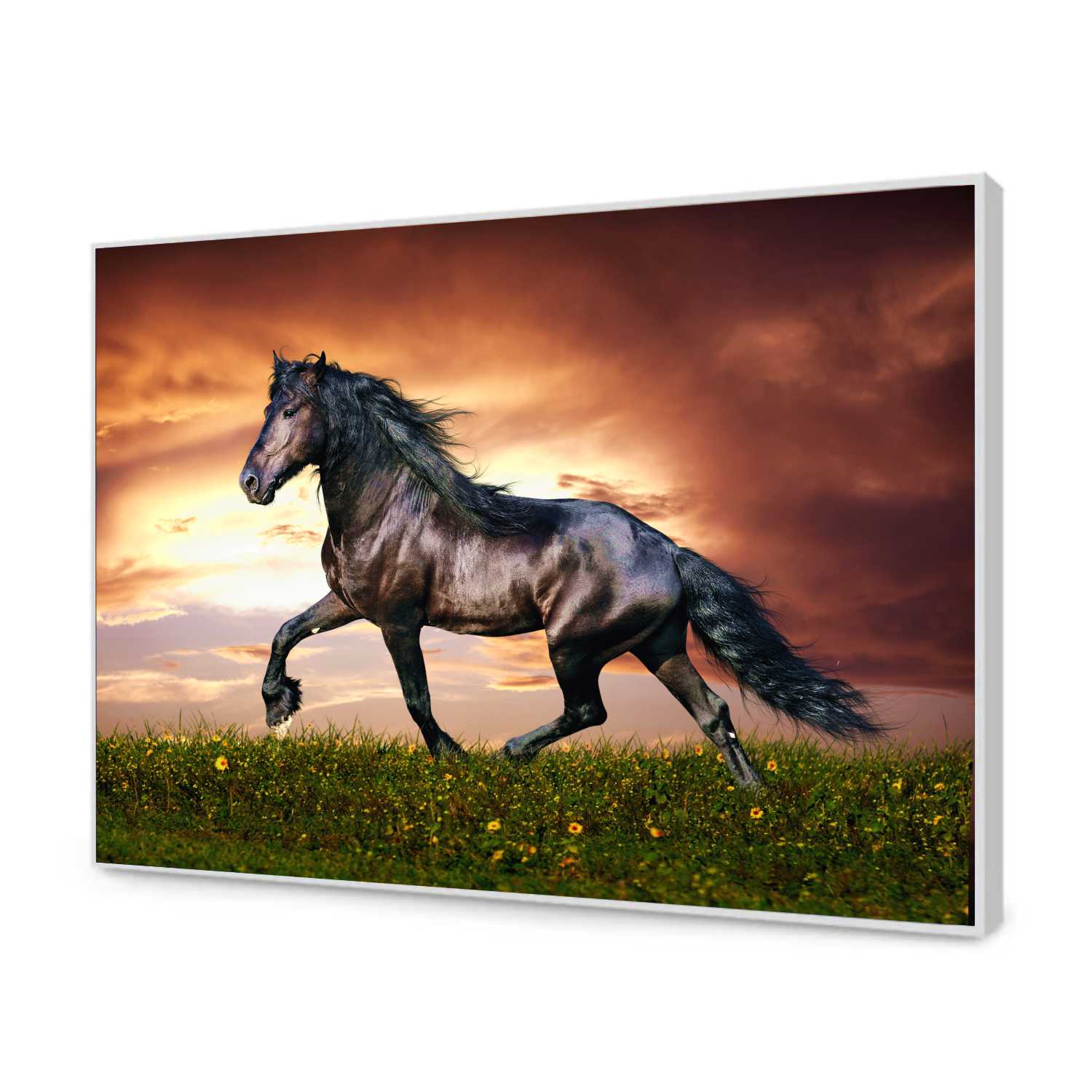 Quadro Decorativo Cavalo Negro nos Campos